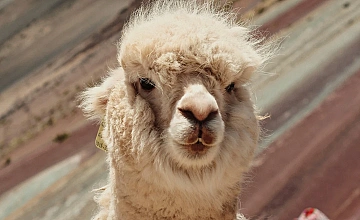 (31 de Diciembre del 2026) Montaña de Colores VININCUNCA por ruta corta – Cusco – Recibimiento del Año nuevo 2026 (Desayuno y Almuerzo) 