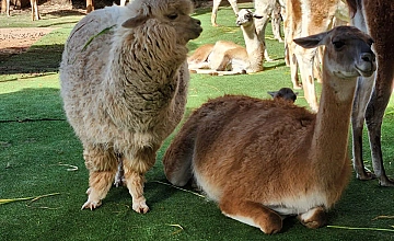(15 de Febrero del 2026) City Tour Arqueológico – Tarde de Espuma de Carnavales en la ciudad del Cusco (Desayuno y Almuerzo)