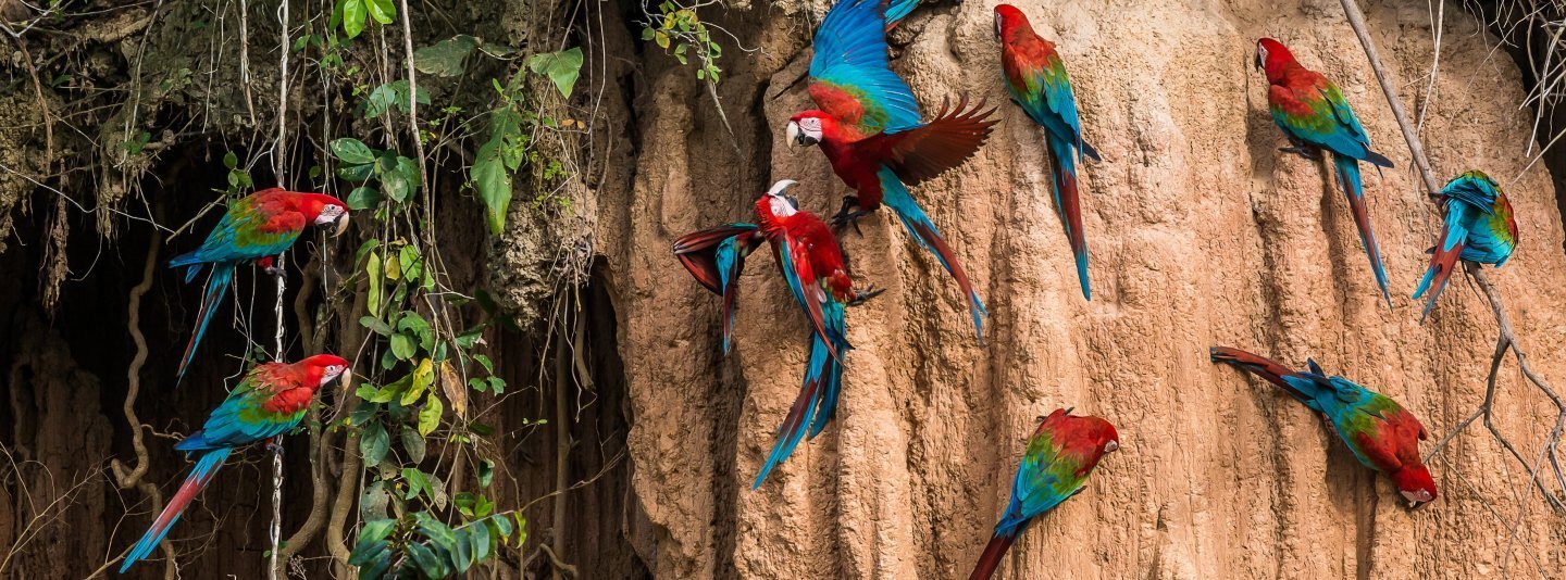Tour Amazonía peruana Iquitos Puerto Maldonado Manu desde Argentina 2026